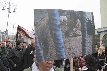 manifestacja